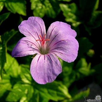 Geranium nodosum