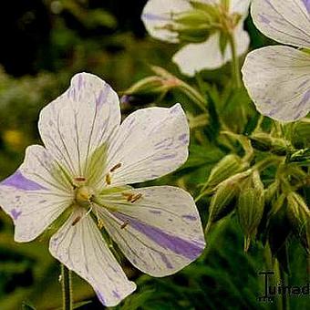 Geranium pratense 'Splish-splash'