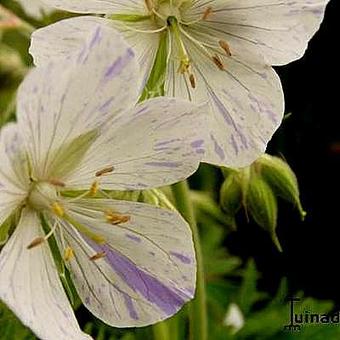 Geranium pratense 'Splish-splash'