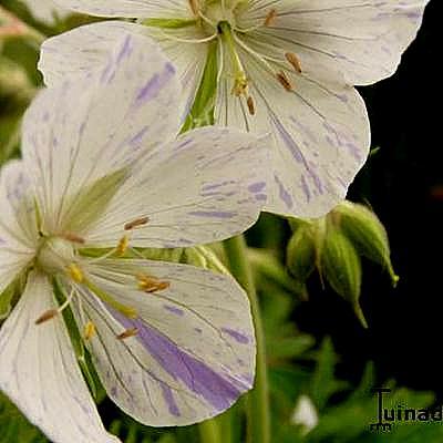 Geranium pratense 'Splish-splash' - 