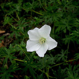 Geranium sanguineum 'Album'