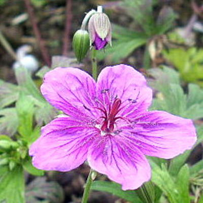 Geranium soboliferum 'Starman' - 