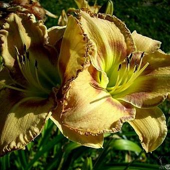 Hemerocallis (gele varieteiten)