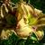 Hemerocallis (gele varieteiten)