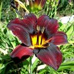 Hemerocallis (roze/purper var.) - Hémérocalle