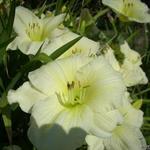 Hemerocallis (witte varieteiten) - Hémérocalle