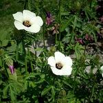 Hibiscus trionum - Stundenblume