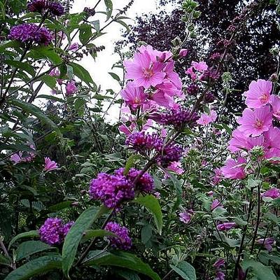 Lavatera x clementii 'Rosea' - Lavatera x clementii 'Rosea'