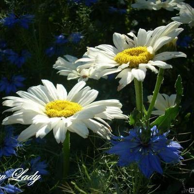 Leucanthemum x superbum 'Snow Lady' - 