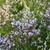 Limonium platyphyllum