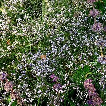 Limonium platyphyllum