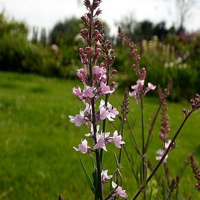 Linaria purpurea 'Canon J. Went' - Linaria purpurea 'Canon J. Went'