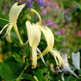 Lonicera japonica 'Hall's Prolific'