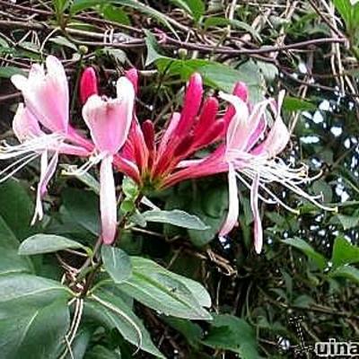 Lonicera periclymenum 'Serotina' - Lonicera periclymenum 'Serotina'