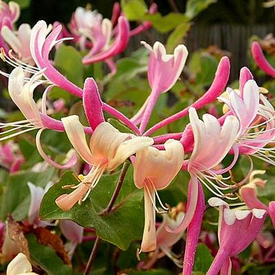 Lonicera periclymenum 'Serotina' - 