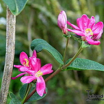 Lonicera tatarica