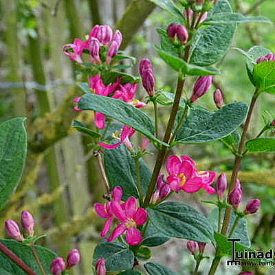 Lonicera tatarica - Chèvrefeuille de Tartarie - Lonicera tatarica