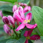 Lonicera tatarica - Chèvrefeuille de Tartarie