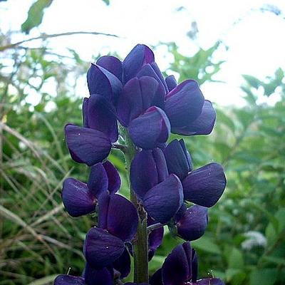 Lupinus polyphyllus 'Witchet' - 