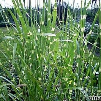 Miscanthus sinensis 'Zebrinus'