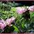 Monarda 'Fishes'