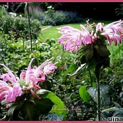 Monarda 'Fishes' - Monarda 'Fishes'