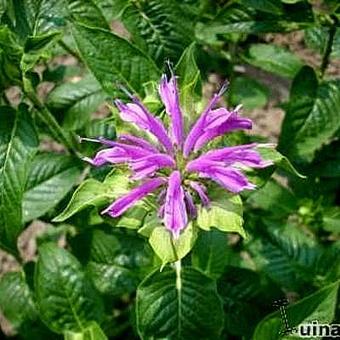 Monarda 'Prairienacht'