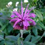 Monarda 'Violet Queen' - 