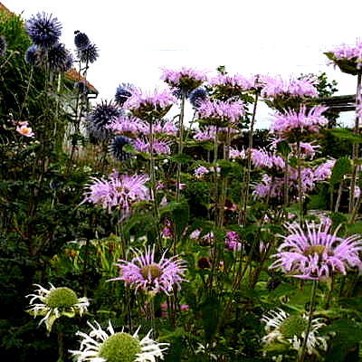 Wilde Bergamotte - Monarda fistulosa