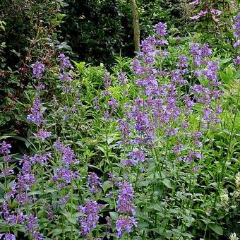 Nepeta grandiflora 'Pool Bank'