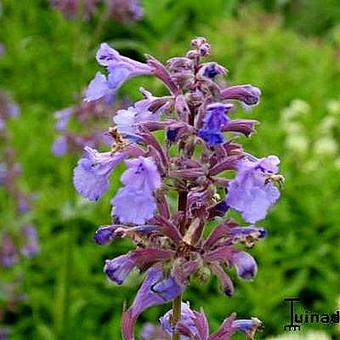 Nepeta grandiflora 'Pool Bank'