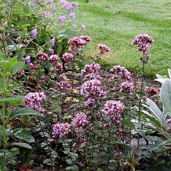 Origanum laevigatum 'Rosenkuppel'