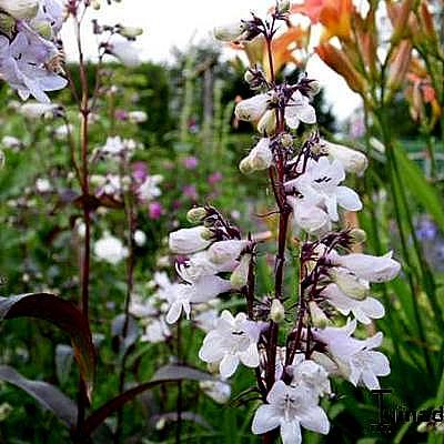 Penstemon digitalis  'Husker Red' - Penstemon digitalis 'Husker Red'