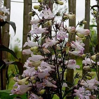 Penstemon digitalis  'Husker Red'