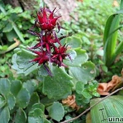 Sedum spurium 'Schorbuser Blut' - Sedum spurium 'Schorbuser Blut'