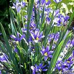 Sisyrinchium angustifolium - Bermudienne à feuilles étroites