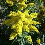 Solidago canadensis - Kanadische Goldrute