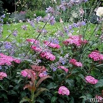 Spiraea japonica 'Crispa'