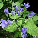 Strobilanthes atropurpureus - 