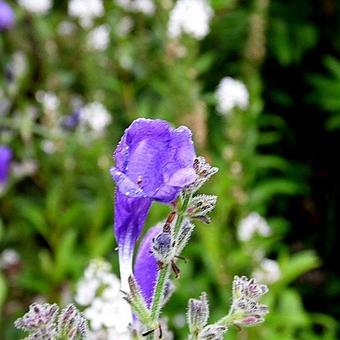 Strobilanthes atropurpureus