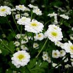 Tanacetum parthenium 'Sissinghurst White' - 