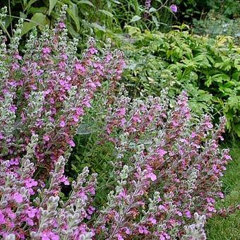 Teucrium x lucidrys