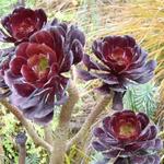 Aeonium arboreum var. atropurpureum 'Schwarzkopf' - 