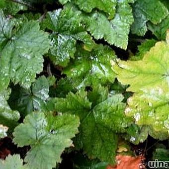 Tiarella  wherryi