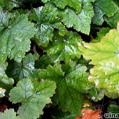 Tiarella wherryi - Tiarella  wherryi