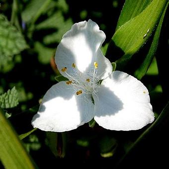 Tradescantia andersoniana 'Innocence'