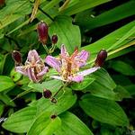 Tricyrtis formosana 'Seirijn' - 