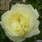 Rosa 'Elfe' - 