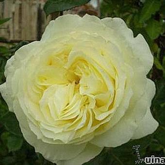 Rosa 'Elfe'