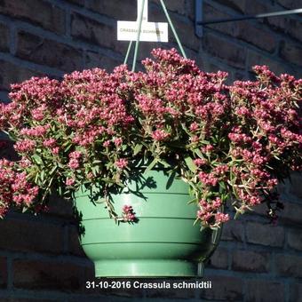 Crassula schmidtii